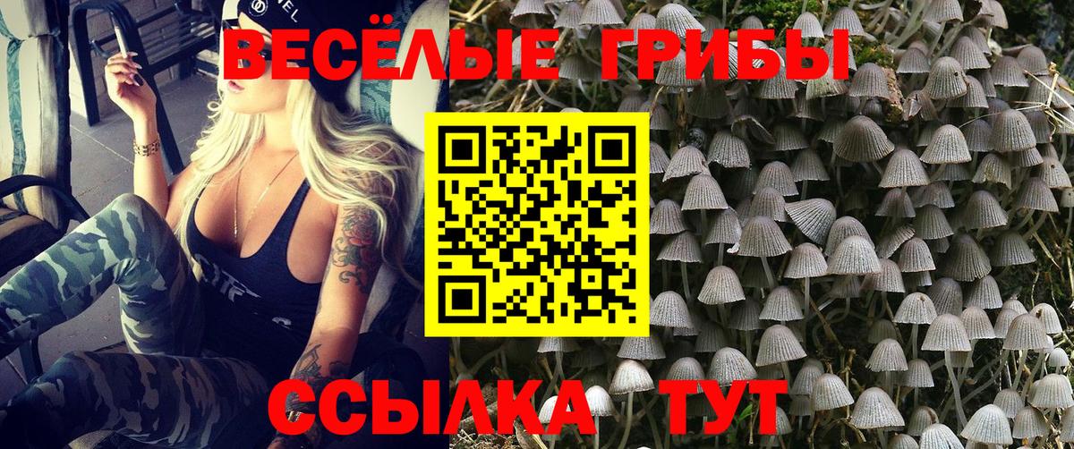 Ефремов  Галлюциногенные грибы Cubensis  Вход с VPN 